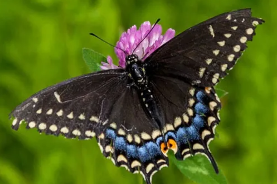 Uncover the Wonders Butterflies of New York Flashcards with Engaging